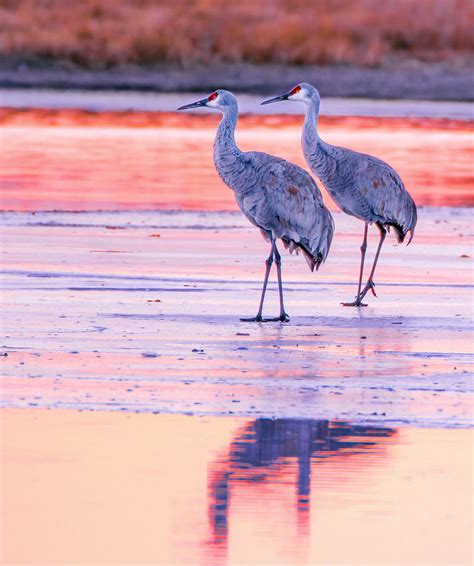 Sandhill Crane Pair Walking On Wetland Ice Sandhill Cranes Flickr