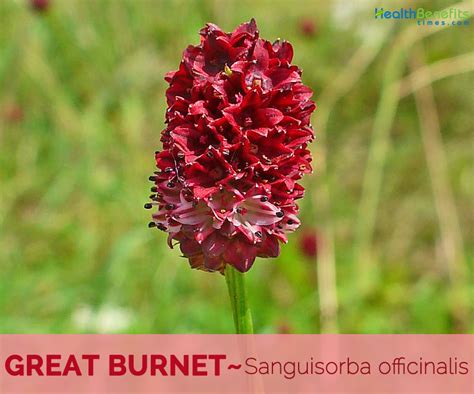 Great Burnet Facts And Health Benefits