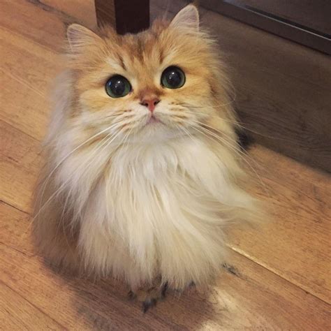 This Magnificently Fluffy Cat Looks Part Fox Love Meow Gatos