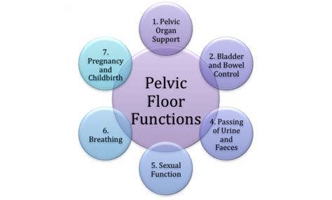 Muscles Of The Pelvic Floor Anatomy And Function Kenhub Images Images