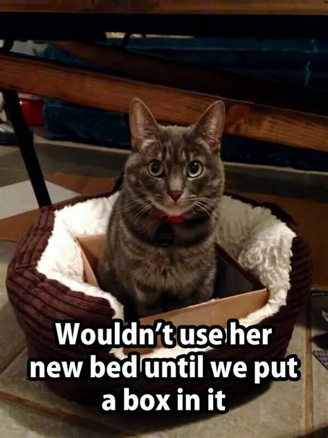 Add A Box To A Cats Bed Funny Animal Pictures Funny