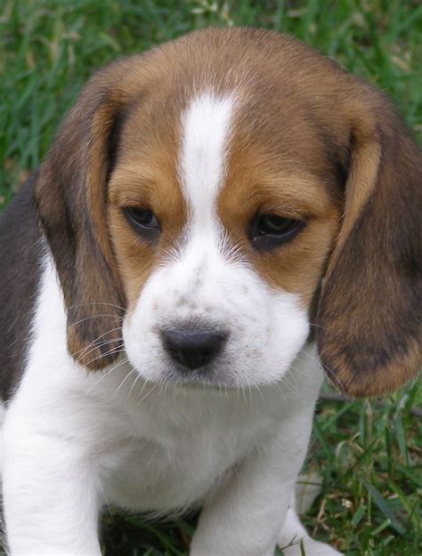 143 Best Cute Puppys Images On Pinterest Adorable