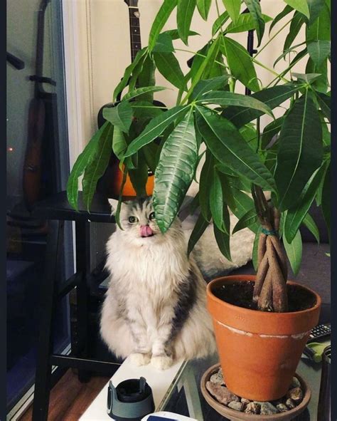 15 Low Maintenance Plants That Are Safe For Cats ⋆ 2020 1000 In