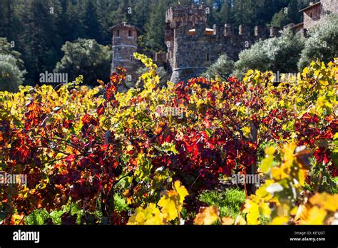 Autumn Royal Grape Hi Res Stock Photography And Images Alamy