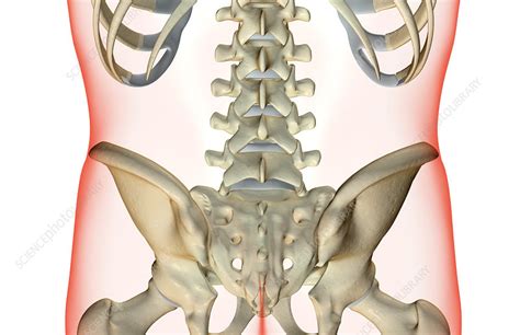 It would be my back. The bones of the lower back - Stock Image - F001/5261 ...