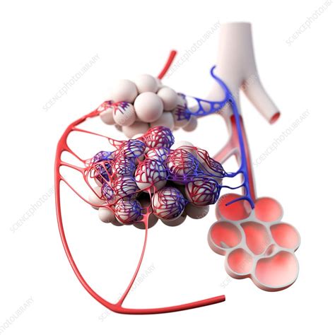 Human Alveoli Illustration Stock Image F Science Photo Library