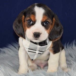 It's free to post an ad. Beagle Mix Puppies for Sale | Beagled Mixed Adoptions