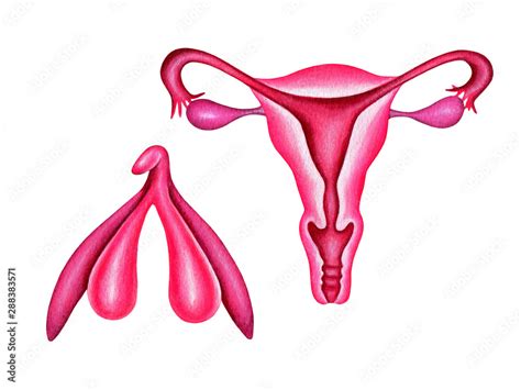 Female Reproductive System And Clitoris Uterus Cervix Ovaries