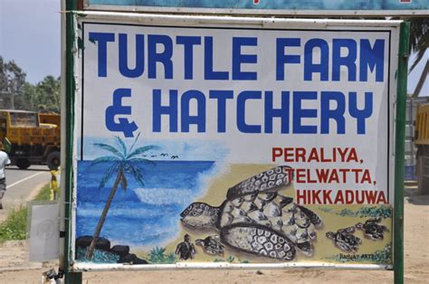Hikkaduwa Turtle Farm And Hatchery