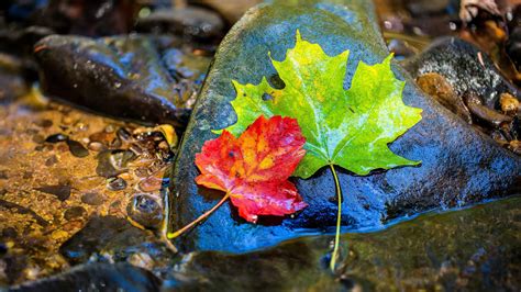 Colorful Leaves In Stone 4k 8k Hd Wallpapers Hd Wallpapers Id 31308