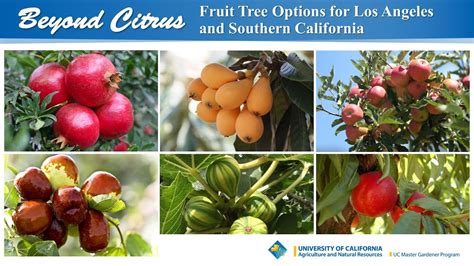 Beyond Citrus Fruit Tree Options For Los Angeles And Southern