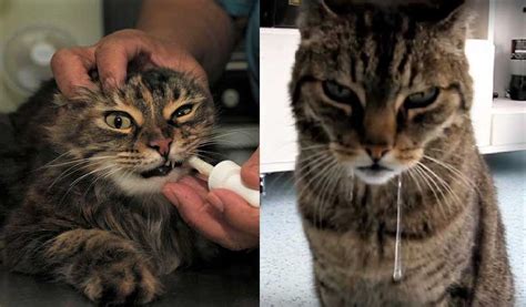 Cat Excessive Drooling After Flea Treatment Socorro Humphreys