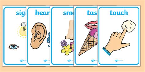👉 5 Senses Display Posters For Kids Science Resource Twinkl