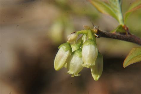 Maryland Biodiversity Project Northern Highbush Blueberry Vaccinium