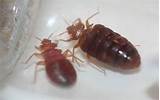 Pictures of Bed Bug Treatment Checklist