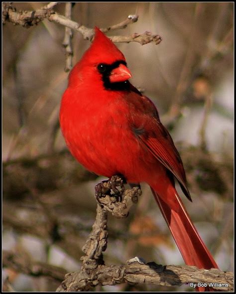 Treknature Northern Cardinal Photo