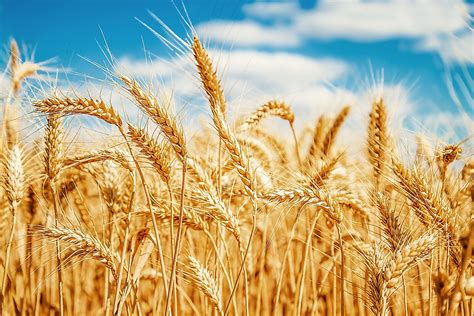 Largest Wheat Producing Countries Worldatlas