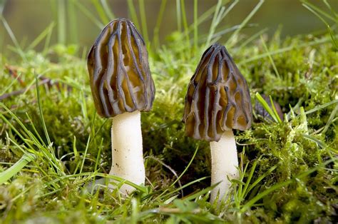 Morel (mitrophora Semilibera) Mushrooms Photograph by Science Photo Library