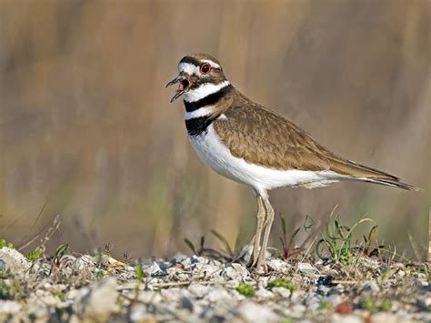 Creature Feature The Crafty Killdeer Forest Preserve District Of