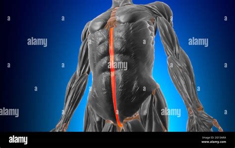 Linea Alba Anatomy For Medical Concept 3d Illustration Stock Photo Alamy
