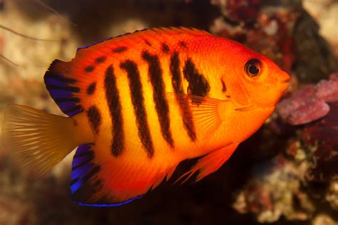 Flame Angelfish Images And Pictures Becuo