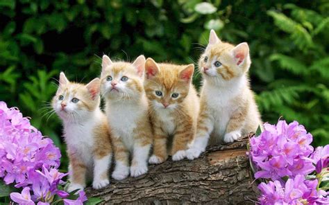 Small Cute Kittens Yellow Wood Violet Flowers Desktop Wallpaper Hd
