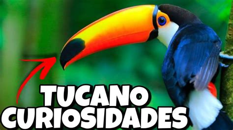 Curiosidade Sobre O Tucano