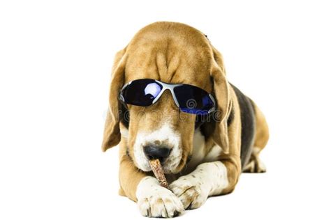 Funny Cute Beagle Dog In Sunglasses Stock Photo Image Of Cute