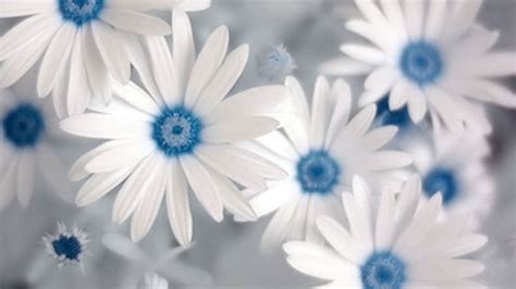 White Flowers Wallpaper 1366x768 38287