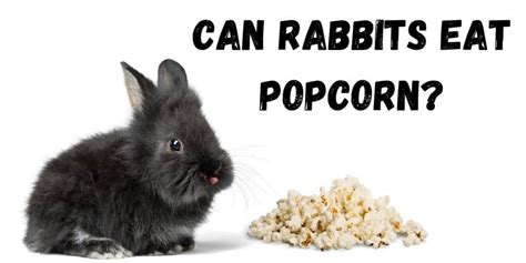 Can rabbits eat popcorn? Treat or Harmful | Hutch and Cage