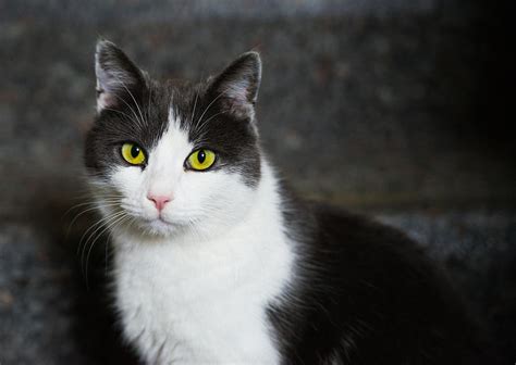 Cat Black And White With Green And Yellow Eyes Photograph