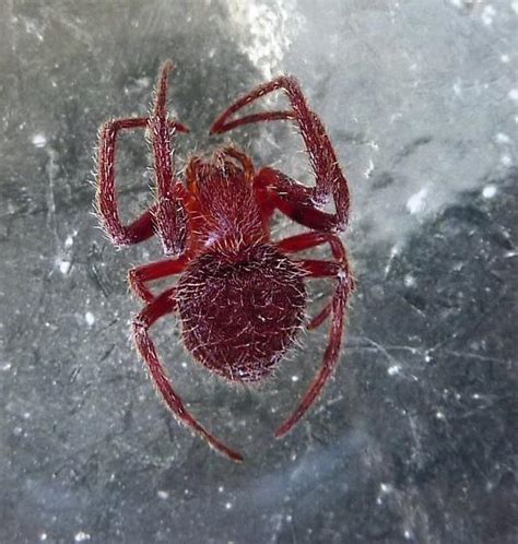 Florida Orbweaver Red Spider Eriophora Ravilla Bugguidenet