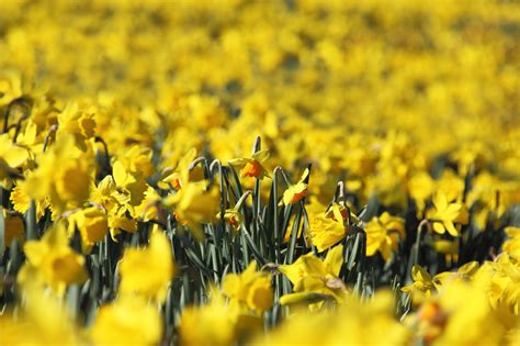 Field Of Daffodils Free Stock Photo Public Domain Pictures