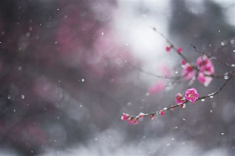 Hd Wallpaper Cherry Blossom Winter Flower Macro Snow Branch
