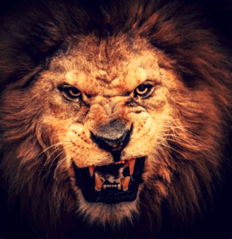 Fierce Lion Vigilante Paras Los Testigos De Jehová