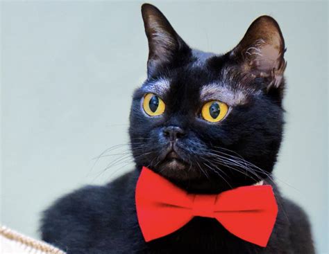 Black Cat With Unusual Eyebrows Shoots To Instagram Stardom Most