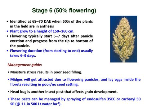 Ppt The Sorghum Plant Growth Stages And Associted Management