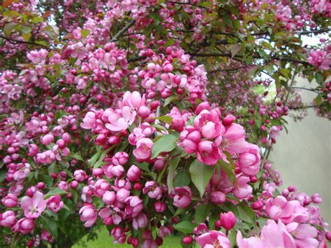 Growing, blooming, dying and resurrection of a variety of flowers and plants. Macintosh apple tree blossoms | Apple flowers, Apple tree ...
