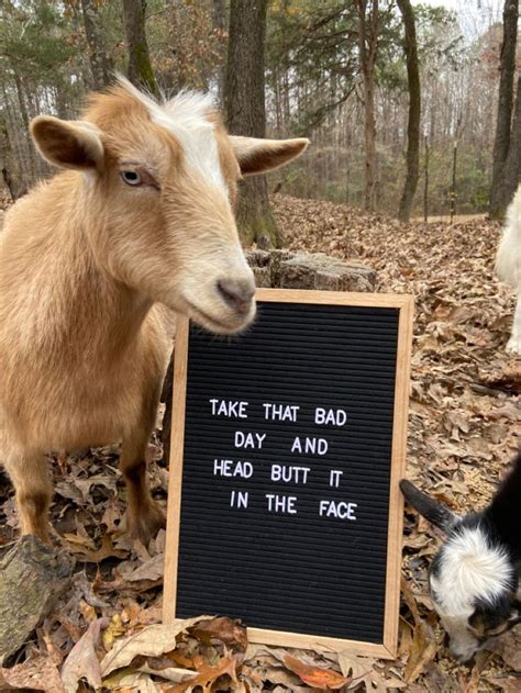 Funny Goat In 2021 Funny Goat Memes Funny Goat Animal Puns Funny