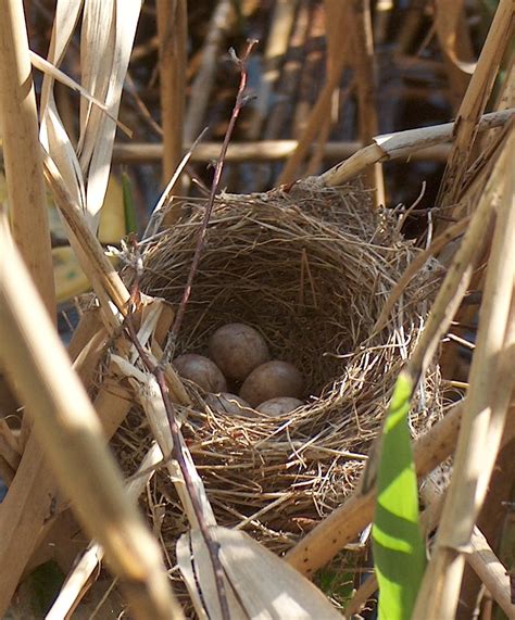How Do Birds Choose The Location For Building Their Nests