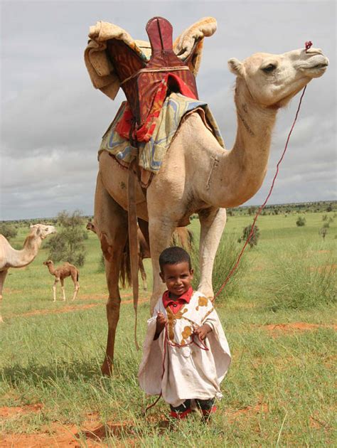 They eat desert vegetation, such as grasses, herbs, and leaves. Camel Facts - Animal Facts Encyclopedia