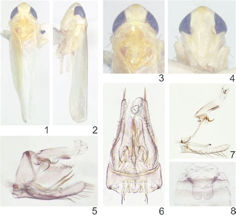 Lumicella Rotundata Sp N 1 Male Adult Abdomen Removed Dorsal View