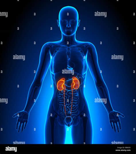 Nieren Weiblichen Organe Anatomie Des Menschen Stockfotografie Alamy