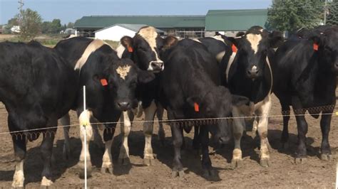 Iowa Dairy Farmers Start Leaving Industry Due To Dairy Surplus Kgan