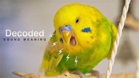 Budgie Distress Call Budgie Sounds Meaning Youtube