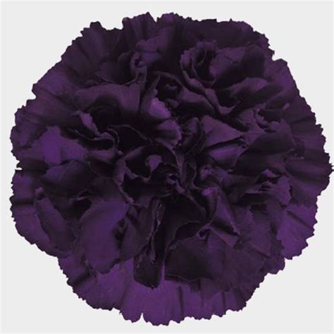 Create your own unique flower bouquets and floral arrangements with premium fake flowers. Moonvista Dark Purple Fancy Carnation Flowers Wholesale ...