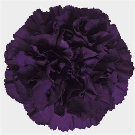 Check spelling or type a new query. Moonvista Dark Purple Fancy Carnation Flowers Wholesale ...
