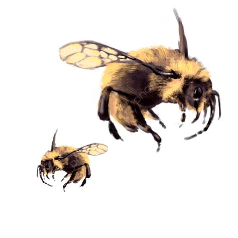 Flying Bee Picture Matting Free Png Transparent Layer Material Large