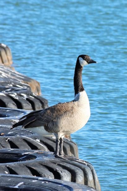 Canada Goose Floating On Tires Free Stock Photo Public Domain Pictures