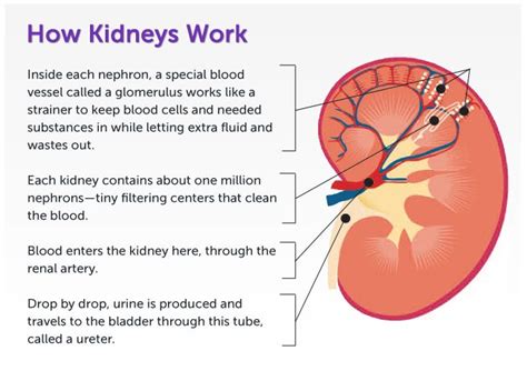 Diagram Of Kidney Function Nursing Students Pinterest Medical